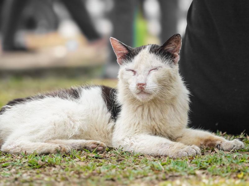 Alte Katze, die an Nierenproblemen leidet